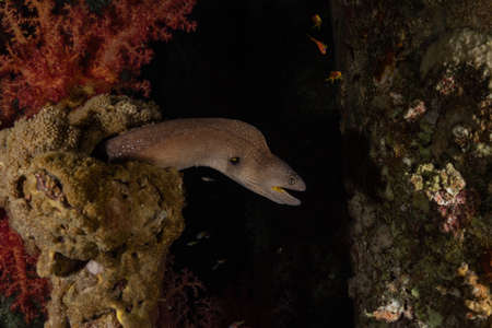 Moray eel Mooray lycodontis undulatus in the Red Sea, Eilat Israelの写真素材