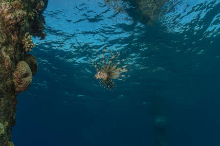 Lion fish in the Red Sea colorful fish, Eilat Israelの写真素材