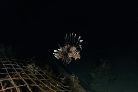 Lion fish in the Red Sea colorful fish, Eilat Israelの写真素材