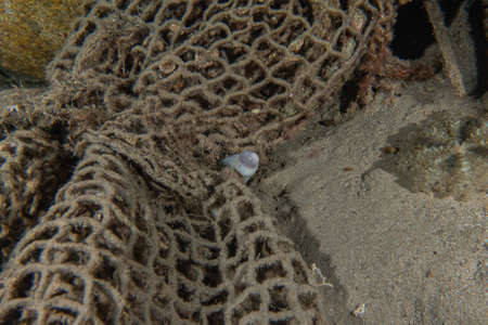 Moray eel Mooray lycodontis undulatus in the Red Sea, Eilat Israel