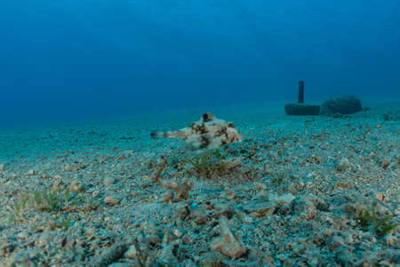 Fish swim in the Red Sea, colorful fish, Eilat Israel