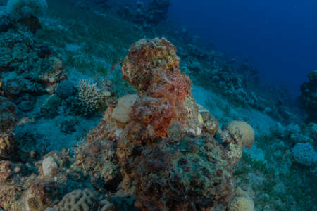 Coral reef and water plants in the Red Sea, Eilat Israel