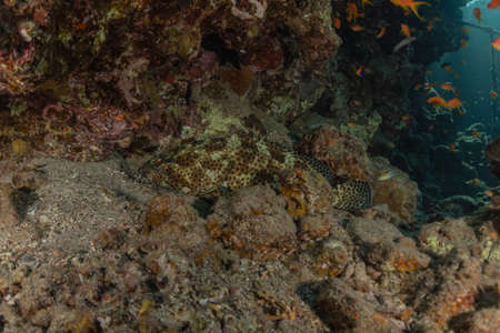 Fish swim in the Red Sea, colorful fish, Eilat Israel