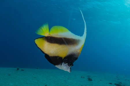 Fish swim in the Red Sea, colorful fish, Eilat Israelの写真素材