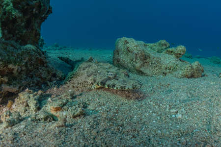 Fish swim in the Red Sea, colorful fish, Eilat Israelの写真素材