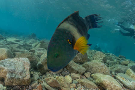 Fish swim in the Red Sea, colorful fish, Eilat Israel