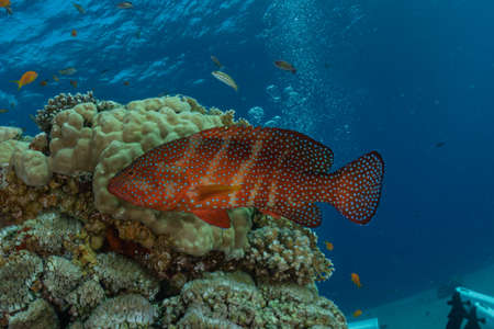 Fish swim in the Red Sea, colorful fish, Eilat Israelの写真素材