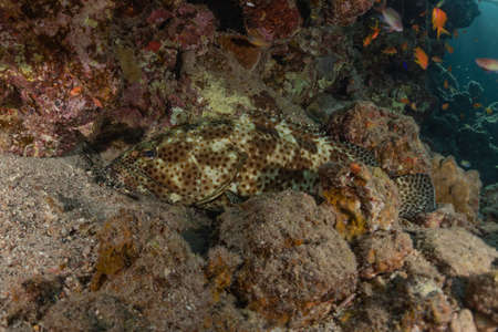 Fish swim in the Red Sea, colorful fish, Eilat Israel