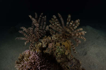 Coral reef and water plants in the Red Sea, Eilat Israelの写真素材