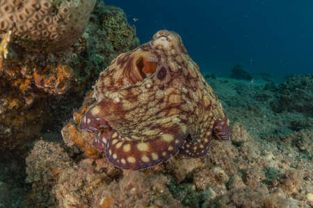 Octopus king of camouflage in the Red Sea, Eilat Israel