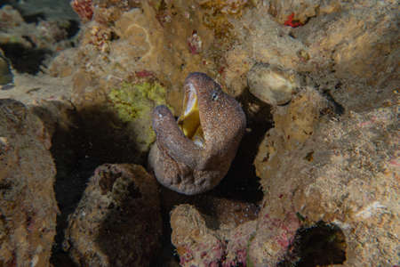 Moray eel Mooray lycodontis undulatus in the Red Sea, Eilat Israel