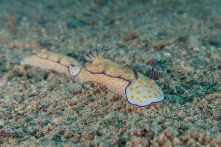 Sea slug in the Red Sea Colorful and beautiful, Eilat Israelの写真素材