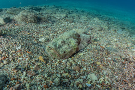 Fish swim in the Red Sea, colorful fish, Eilat Israel