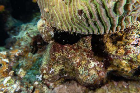 Fish swim in the Red Sea, colorful fish, Eilat Israel
