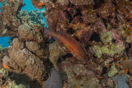 Fish swim in the Red Sea, colorful fish, Eilat Israelの写真素材