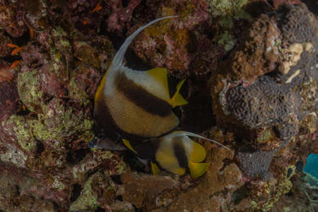Fish swim in the Red Sea, colorful fish, Eilat Israelの写真素材