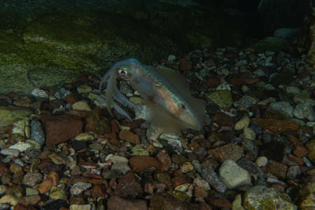 Squid in the Red Sea Colorful and beautiful, Eilat Israelの写真素材