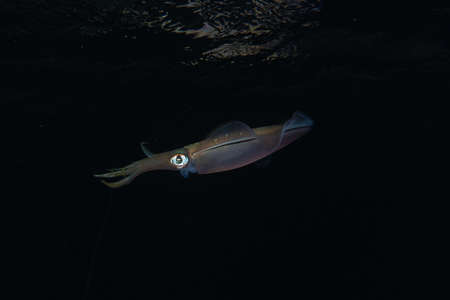 Squid in the Red Sea Colorful and beautiful, Eilat Israel