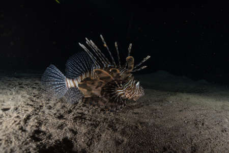 Lion fish in the Red Sea colorful fish, Eilat Israelの写真素材