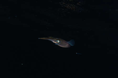 Squid in the Red Sea Colorful and beautiful, Eilat Israel