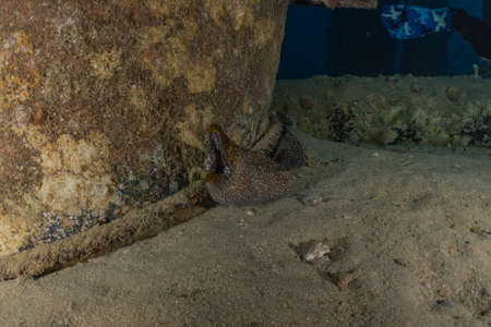 Moray eel Mooray lycodontis undulatus in the Red Sea, Eilat Israel