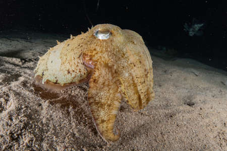Squid in the Red Sea Colorful and beautiful, Eilat Israelの写真素材