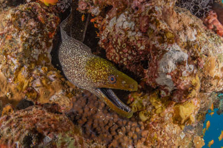 Moray eel Mooray lycodontis undulatus in the Red Sea, Eilat Israel