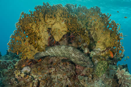 Fish swim in the Red Sea, colorful fish, Eilat Israel