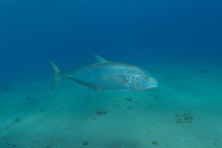 Fish swim in the Red Sea, colorful fish, Eilat Israelの写真素材