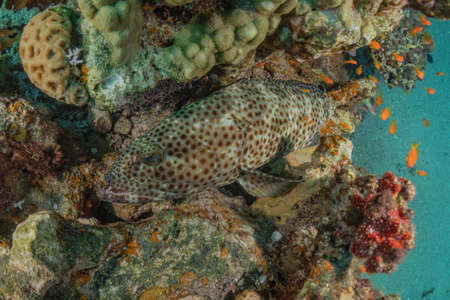 Coral reef and water plants in the Red Sea, Eilat Israel