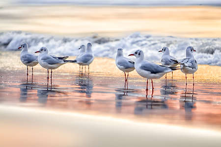 Amazing birds of Israel, birds of the Holy Land