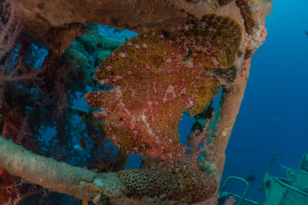 Fish swim in the Red Sea, colorful fish, Eilat Israelの写真素材