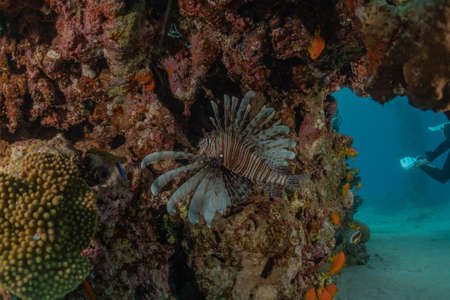 Lion fish in the Red Sea colorful fish, Eilat Israelの写真素材