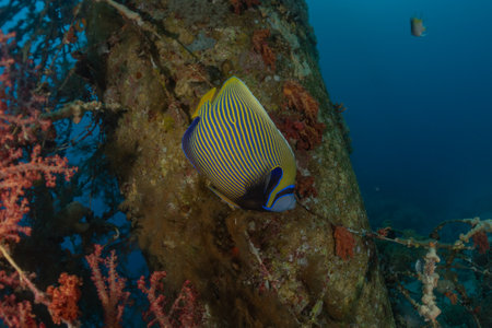 Fish swim in the Red Sea, colorful fish, Eilat Israel