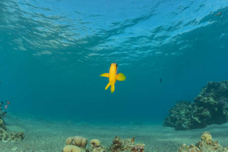 Fish swim in the Red Sea, colorful fish, Eilat Israelの写真素材