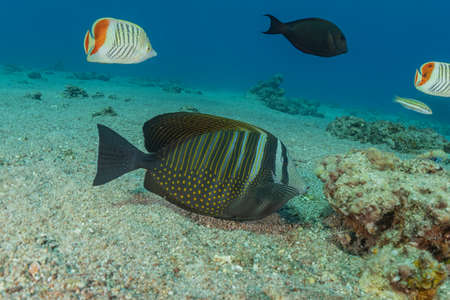 Fish swim in the Red Sea, colorful fish, Eilat Israel