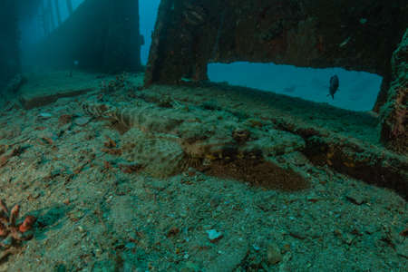 Fish swim in the Red Sea, colorful fish, Eilat Israelの写真素材
