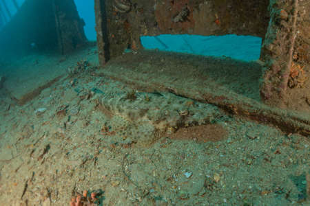 Fish swim in the Red Sea, colorful fish, Eilat Israel