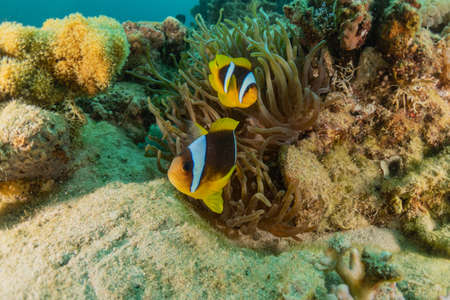 Fish swim in the Red Sea, colorful fish, Eilat Israelの写真素材