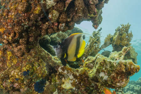 Fish swim in the Red Sea, colorful fish, Eilat Israel