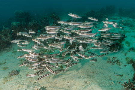 Fish swim in the Red Sea, colorful fish, Eilat Israel