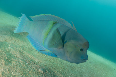 Fish swim in the Red Sea, colorful fish, Eilat Israelの写真素材