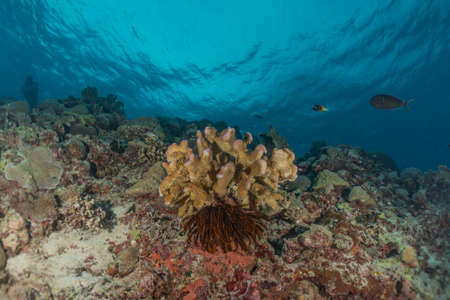 Coral reef and water plants at the Tubbataha Reefs, Philippinesの写真素材