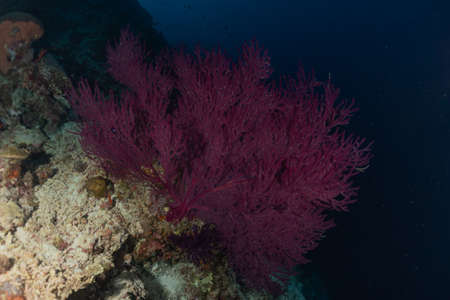 Coral reef and water plants at the Tubbataha Reefs, Philippinesの写真素材