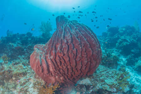 Coral reef and water plants at the Tubbataha Reefs, Philippinesの写真素材