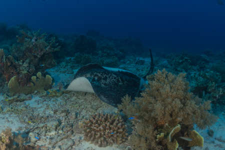 Manta Rays swim at the Tubbataha Reefs Philippines Amazing animalの写真素材