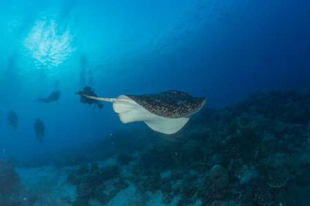 Manta Rays swim at the Tubbataha Reefs Philippines Amazing animal