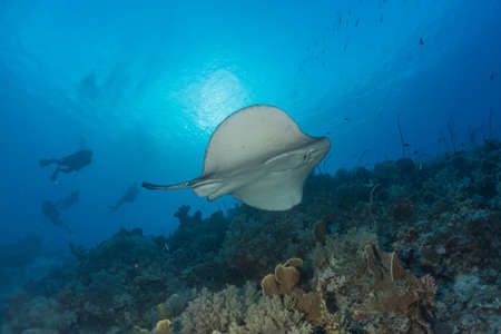 Manta Rays swim at the Tubbataha Reefs Philippines Amazing animal