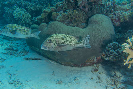 Fish swim at the Tubbataha Reefs Natural Park Philippines