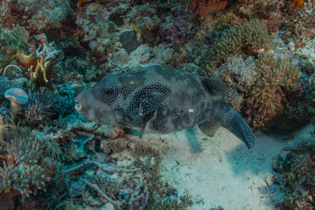 Fish swim at the Tubbataha Reefs Natural Park Philippines